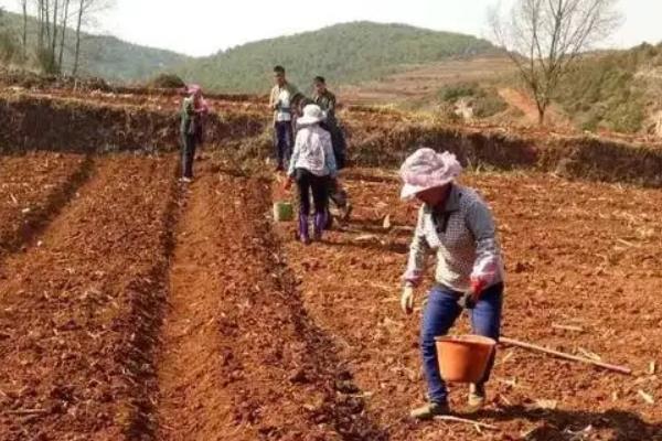 蚕豆施什么肥料好，附种植方法