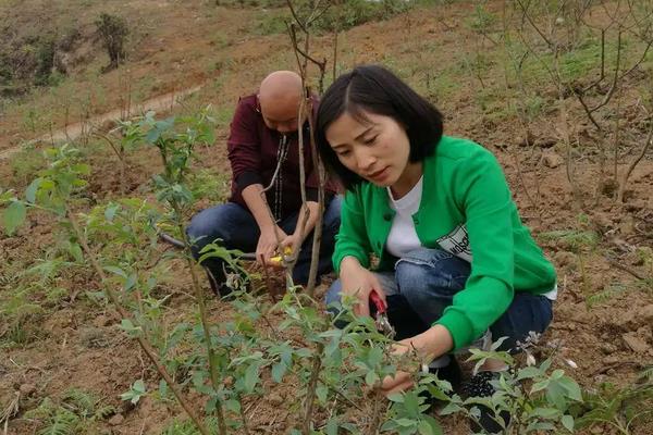 蓝莓种植方法与管理技术，适合哪些地区种植