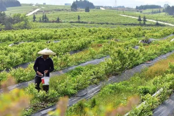 蓝莓树用什么土种植，附种植方法