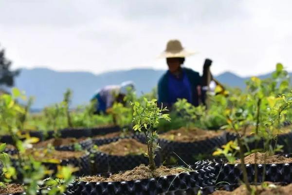 蓝莓树用什么土种植，附种植方法