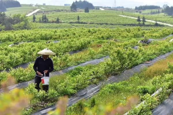 蓝莓适合在哪里种植，附种植方法