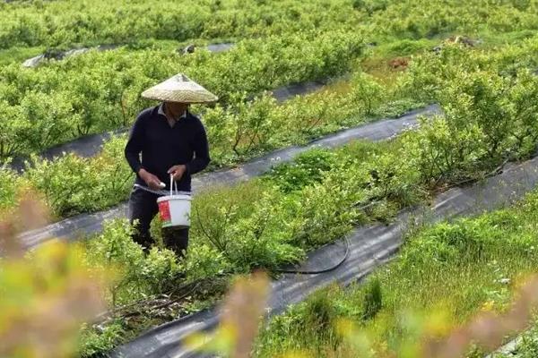 蓝莓在南方可以种植吗，附种植方法