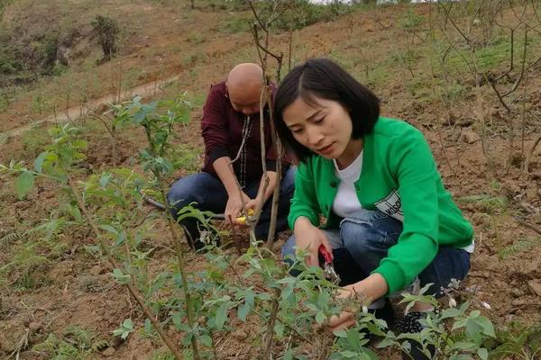 蓝莓在南方可以种植吗，附种植方法