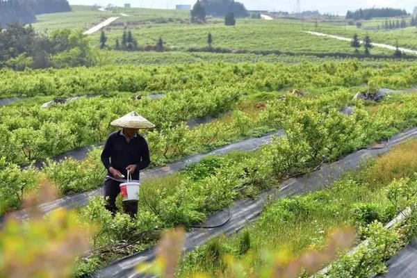 蓝莓施肥管理技术，附种植方法