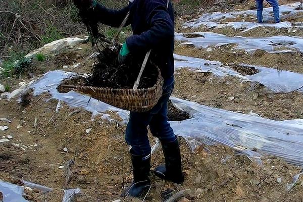 蓝莓施肥管理技术，附种植方法