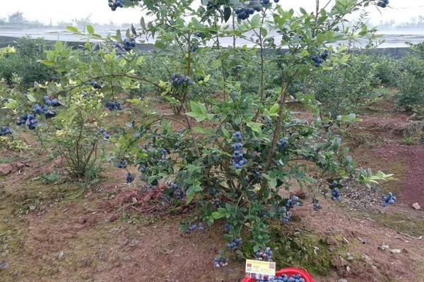 蓝莓露天种植可以吗，附种植方法