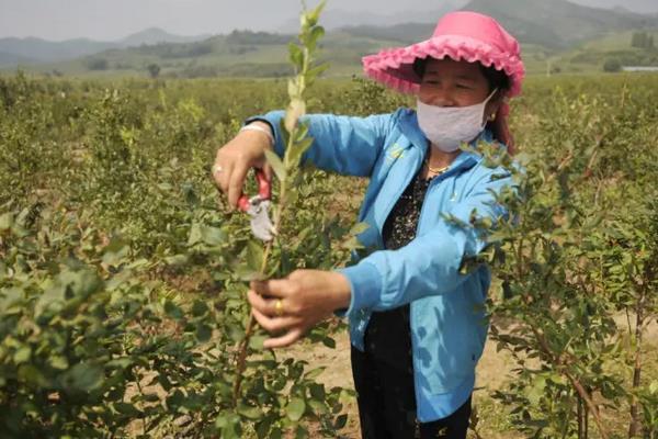 蓝莓喜欢酸性还是碱性土壤，附蓝莓的种植方法