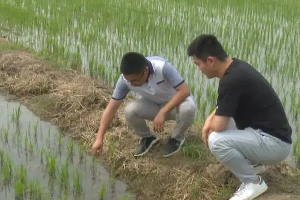 哪种元素对水稻有作用，附水稻的种植方法