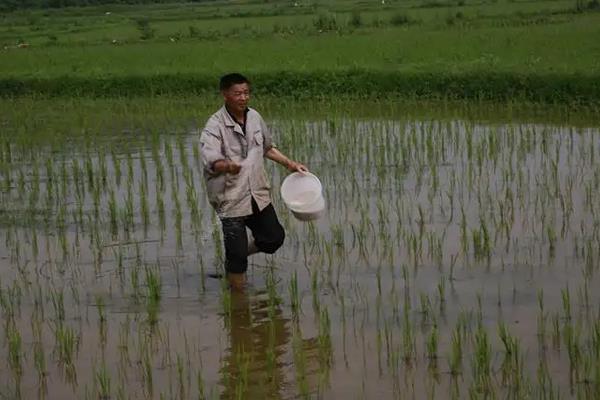 繁殖水稻的第一步是什么，水稻种植方法