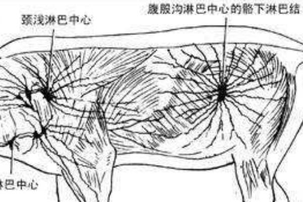 猪后腿上的淋巴结在哪里，猪的淋巴结可以吃吗