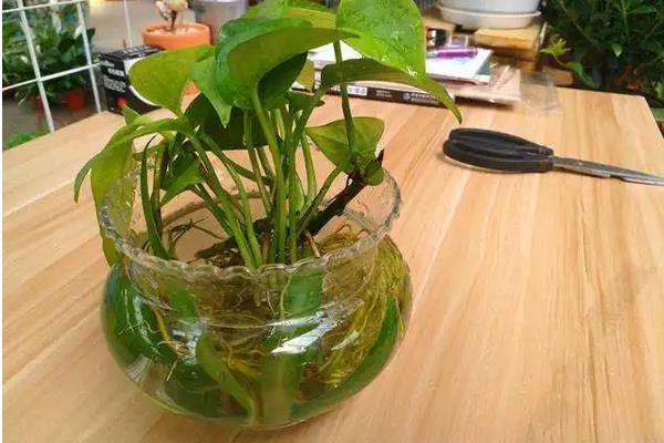 花生虫子了用什么方法能去掉,附种植方法