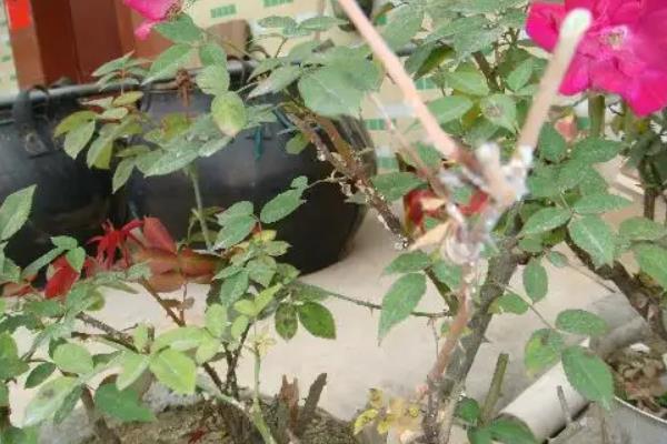 花生虫子了用什么方法能去掉,附种植方法