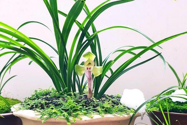 花生虫子了用什么方法能去掉,附种植方法