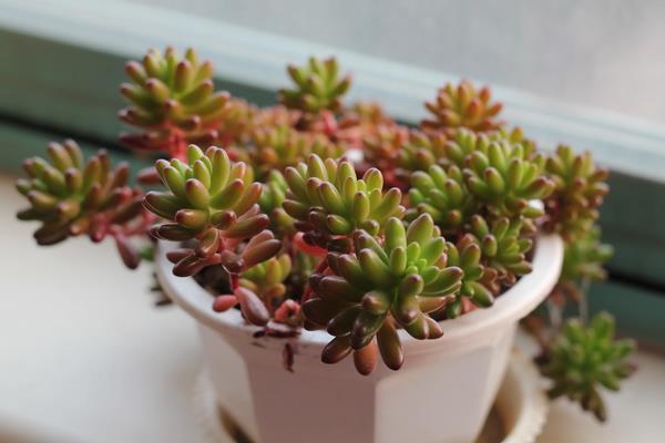 花生虫子了用什么方法能去掉,附种植方法