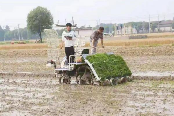 水稻可以在海拔多少米生长，附种植方法