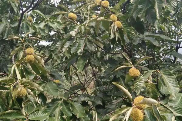 板栗种植地理条件，附种植方法