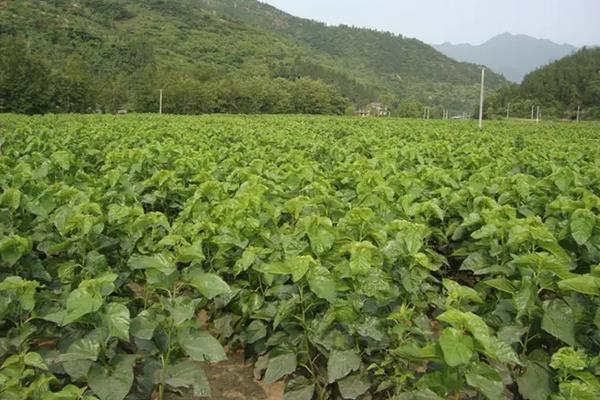 桑树苗一亩地多少颗，附种植方法