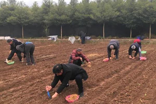 桑树苗一亩地多少颗，附种植方法