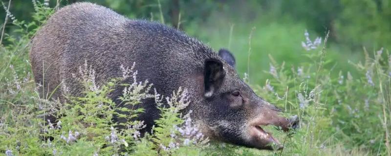 野猪吃素还是吃荤