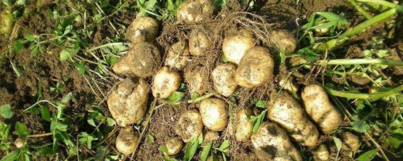 土豆用什么肥料高产