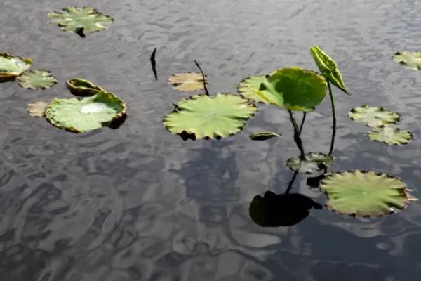 荷花的生长过程，附荷花的生长环境和生长特点