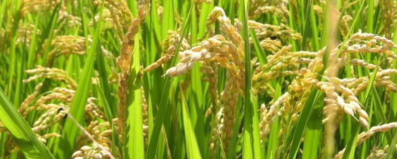 水稻低于多少度不开花