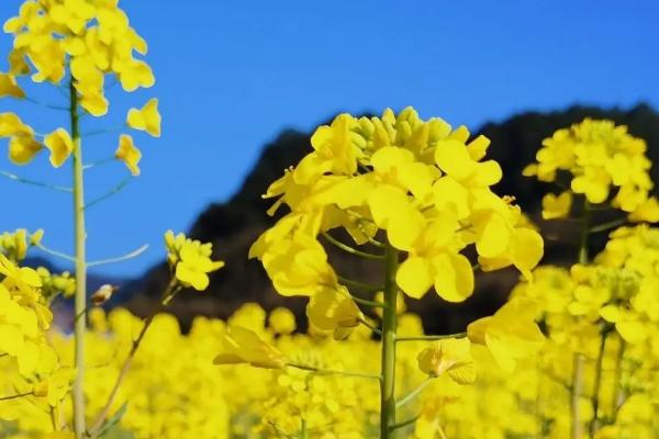 油菜打什么药可以增产，油菜种植方法