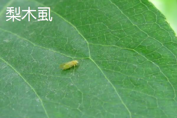 梨树全年病虫害防治最佳配方，附病虫害症状