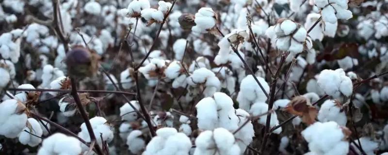 种植棉花的全过程