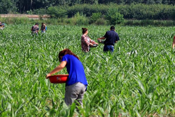 3月份可以种植玉米吗，种玉米需要施什么肥