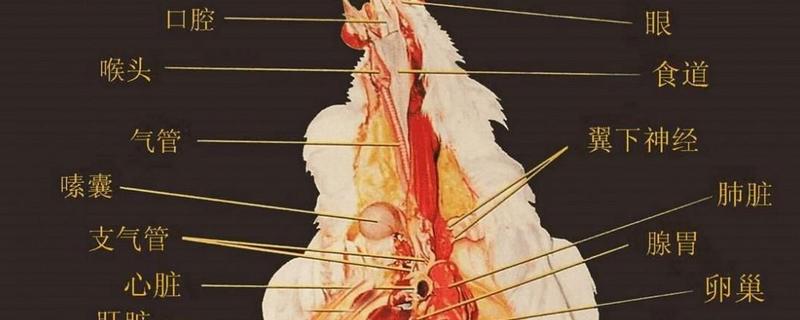 鸡的内脏结构图和名称