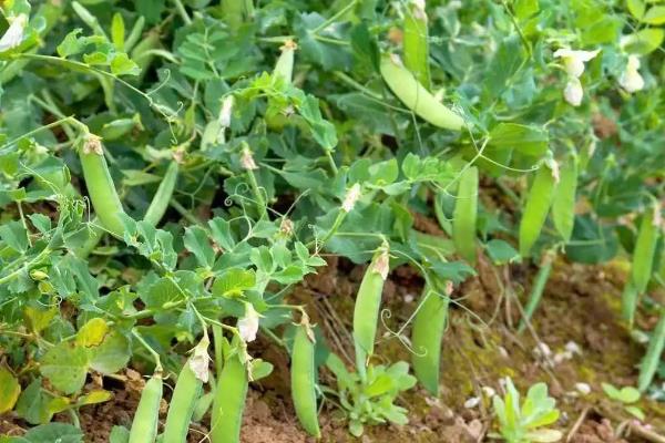 豌豆零下几度能种，豌豆种植技术与管理