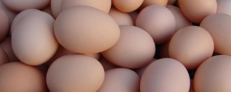 饲料鸡蛋有激素吗