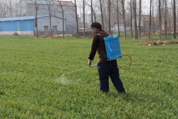 人欢马叫节节麦除草剂安全吗，什么时候打好