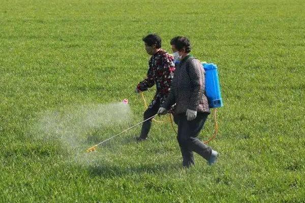 人欢马叫节节麦除草剂安全吗，什么时候打好