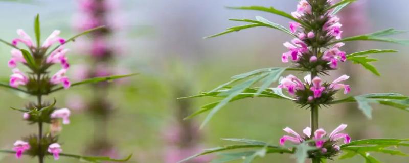 益母草种植技术