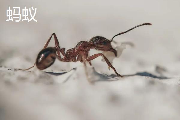 害虫生存的三大必需条件，常见的害虫有哪些