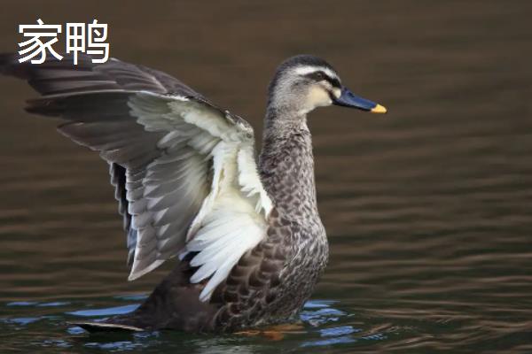 鸭子能飞多高，寿命有多长