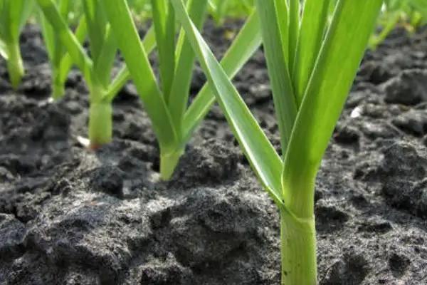 大蒜无土种植方法，附冬季管理栽培技术