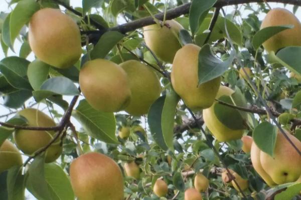 种植红香酥梨的要点,红香酥梨果实性状