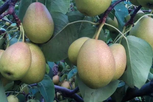 种植红香酥梨的要点,红香酥梨果实性状