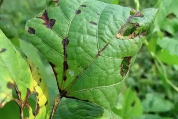 芸豆高产种植技术与管理，附叶片常见病害及防治