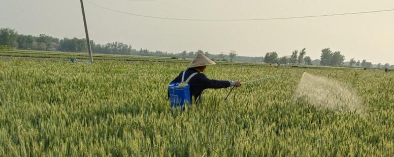 异丙隆小麦拔节后能用吗