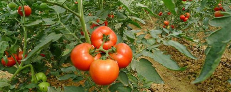 番茄如何种植