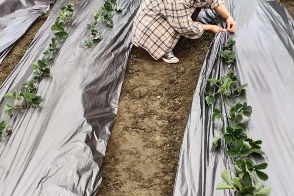 种草莓时覆盖地膜有什么作用，覆盖地膜的方法和要求