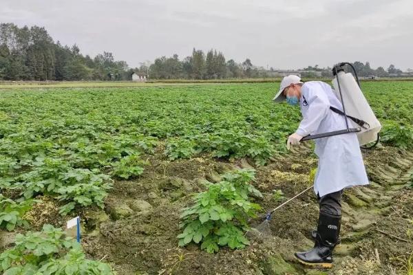 土豆病虫害有哪些，分别如何防治