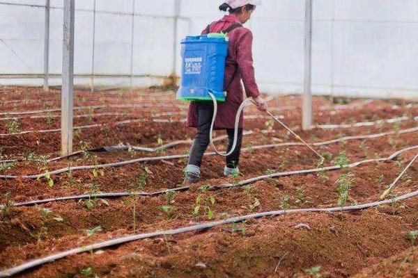 辣椒间距和行距各是多少，辣椒种植需要什么肥料