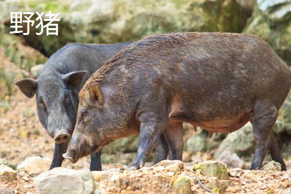 野猪和疣猪区别，野猪一般什么时间段出来活动