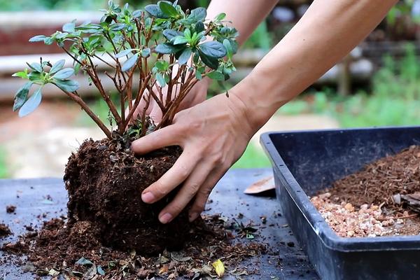 花卉杜鹃花养殖方法，可以放在室内种植吗