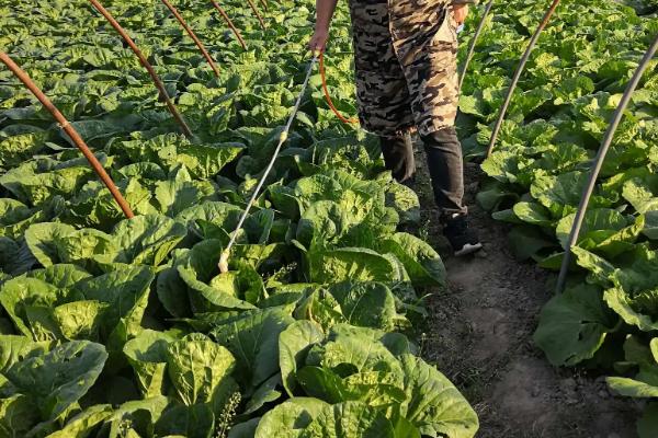 白菜种植技术与管理